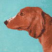 image of a dog